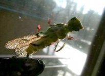 Isoperla grammatica new wings.jpg