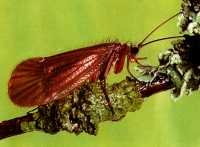 brown-caddis.jpg