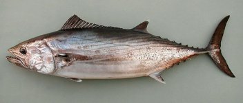 palamida.jpg