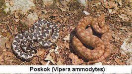 poskok01.jpg