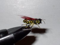 balsaWasp1.jpg