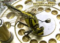 Dragonfly.jpg