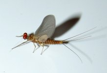 DSC02776.JPG