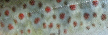 toplovodna.jpg