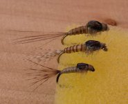 baetidae.JPG