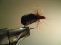 Bambula-2.jpg