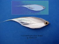 wsh Baitfish.jpg