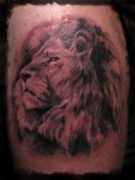 lion.jpg