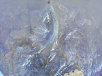 IMG0613A.jpg