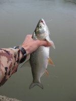 IMG_4050.jpg