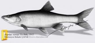 aspiusvorax.jpg
