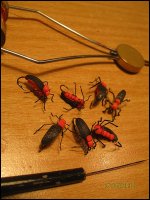 IMG_6242.jpg