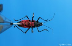Buba under body..jpg