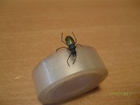 IMG_5258.jpg