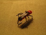 IMG_8493.jpg