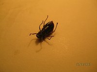 IMG_8895.jpg