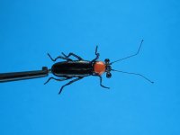 IMG_0225.JPG