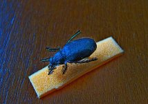 black foam beetle 10.jpg