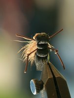 IMG_9243web.jpg