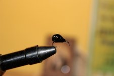 IMG_6241.JPG