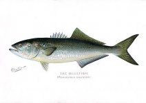 denton.bluefish.jpg