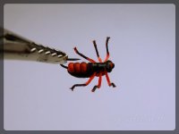 Sailor Beetle.jpg