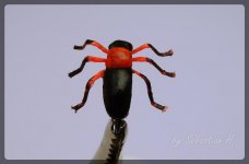 S. Beetle.jpg