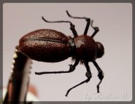 The Brown Beatle.jpg