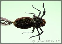 brown beatle.jpg