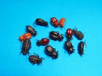 IMG_0867.JPG