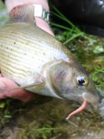 blog-June-2-2013-5-Grayling-with-Trojan-worm-225x300[1].jpg