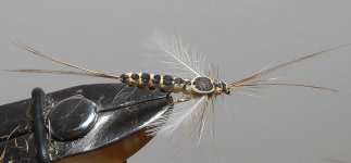 Extended body mayfly 1.JPG