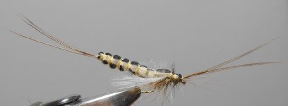 Extended body mayfly2.jpg