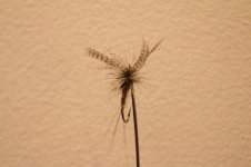 IMG_3197.JPG
