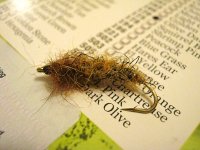 kraft larva-nimfa.jpg