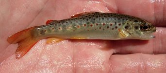 Brown_troutValleyCreek10-3-13NT.jpg