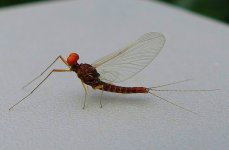 IMG_0652.jpg