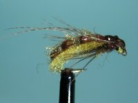 Pupa1.jpg