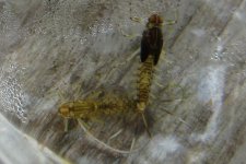 IMG_3200.JPG