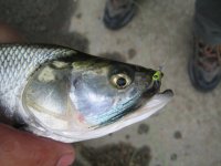 IMG_0057.JPG