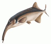 fish-info2.gif