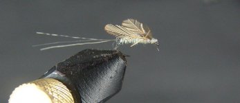 DSC04115.JPG