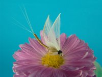 DSC04222.JPG