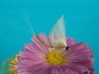 DSC04221.JPG