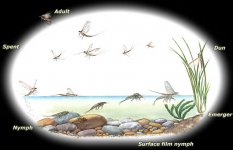 cycleMayflies.jpg