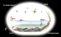 cycleCaddisflies.jpg