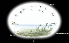 cycleMidges.jpg
