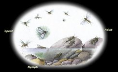 cycleStoneflies.jpg