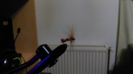 IMAG0536.jpg