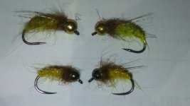 pupa nimfe.jpg